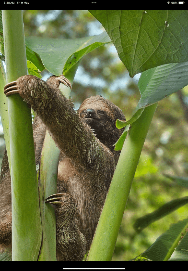 Coffee, Chocolate , Waterfall and sloths