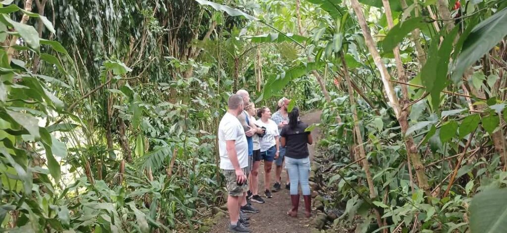 Coffee, Chocolate , Waterfall and sloths