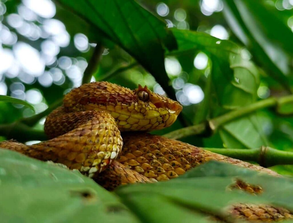 Exclusive Rain Forest Tour – 5 in 1 Experience