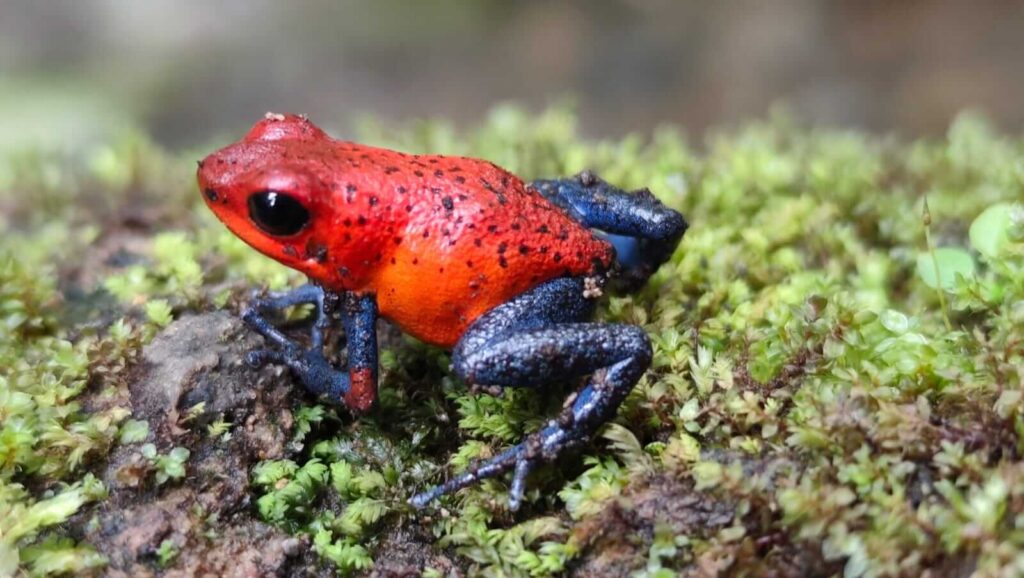 Exclusive Rain Forest Tour – 5 in 1 Experience