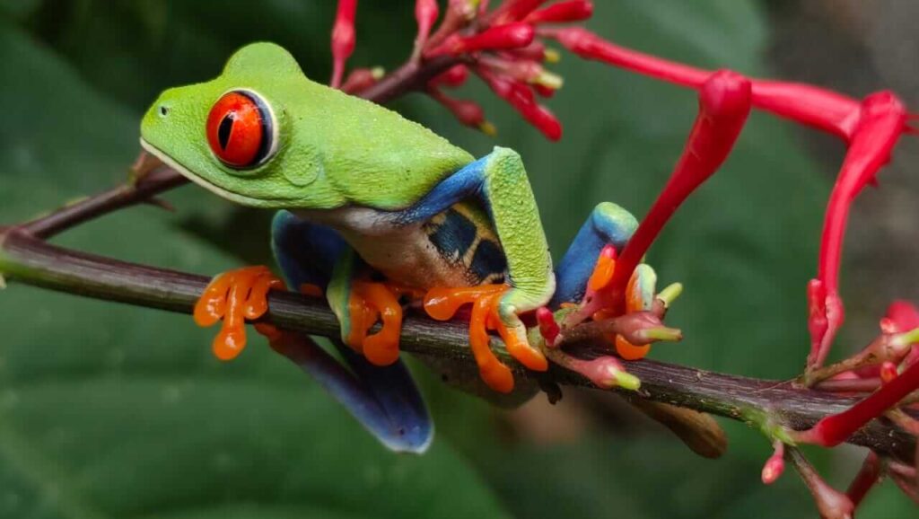 Exclusive Rain Forest Tour – 5 in 1 Experience