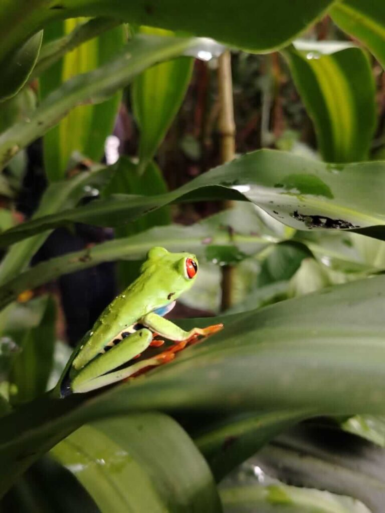 Exclusive Rain Forest Tour – 5 in 1 Experience