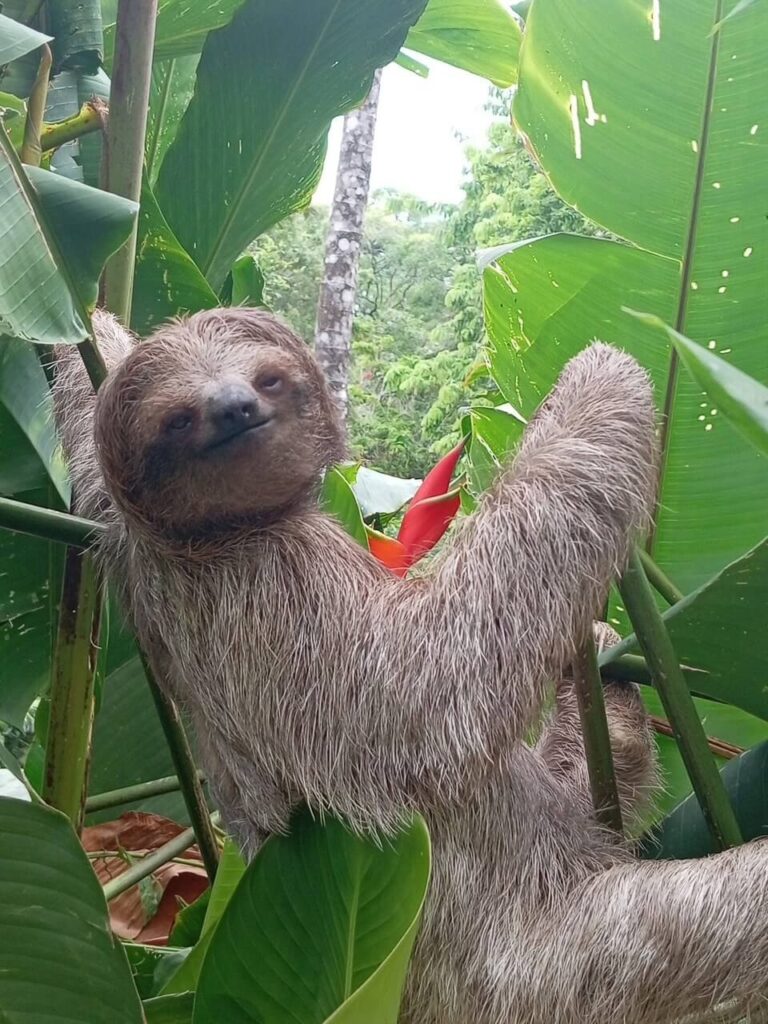 Exclusive Rain Forest Tour – 5 in 1 Experience