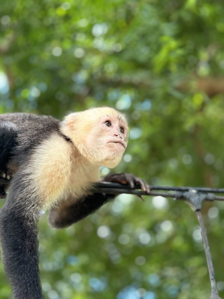 Horseback Riding, beach and trails