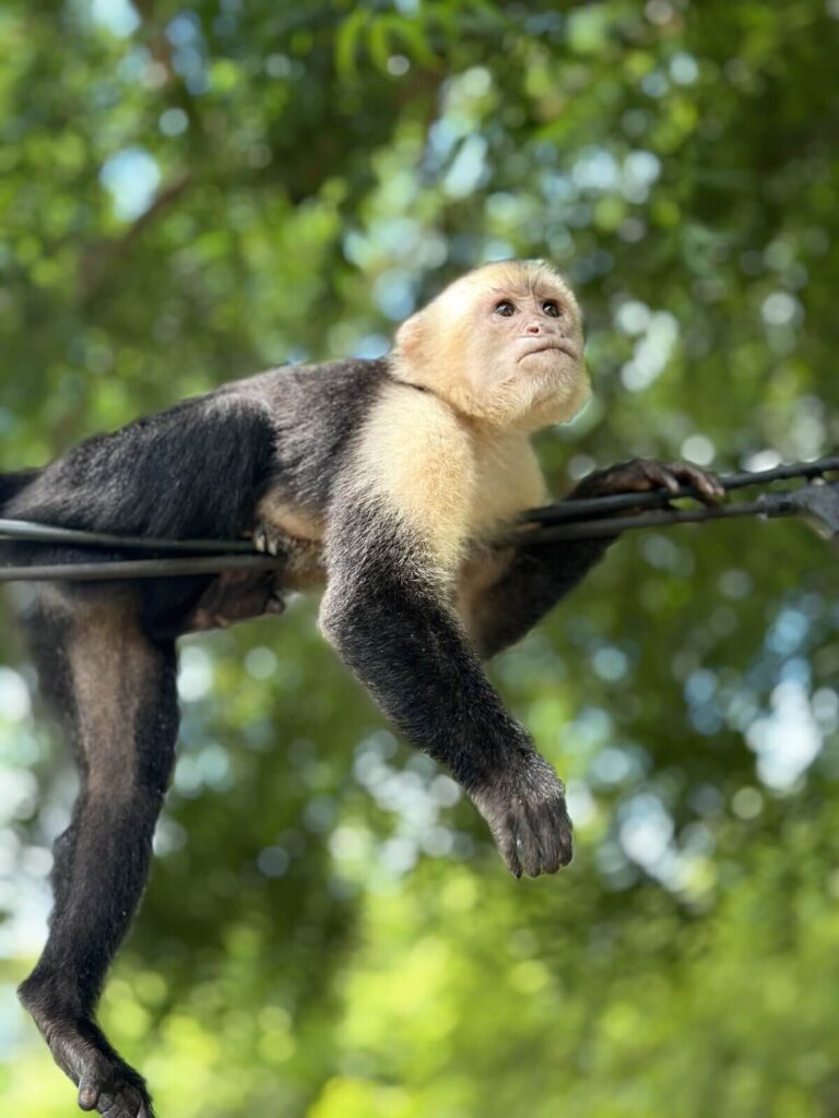 Horseback Riding, beach and trails