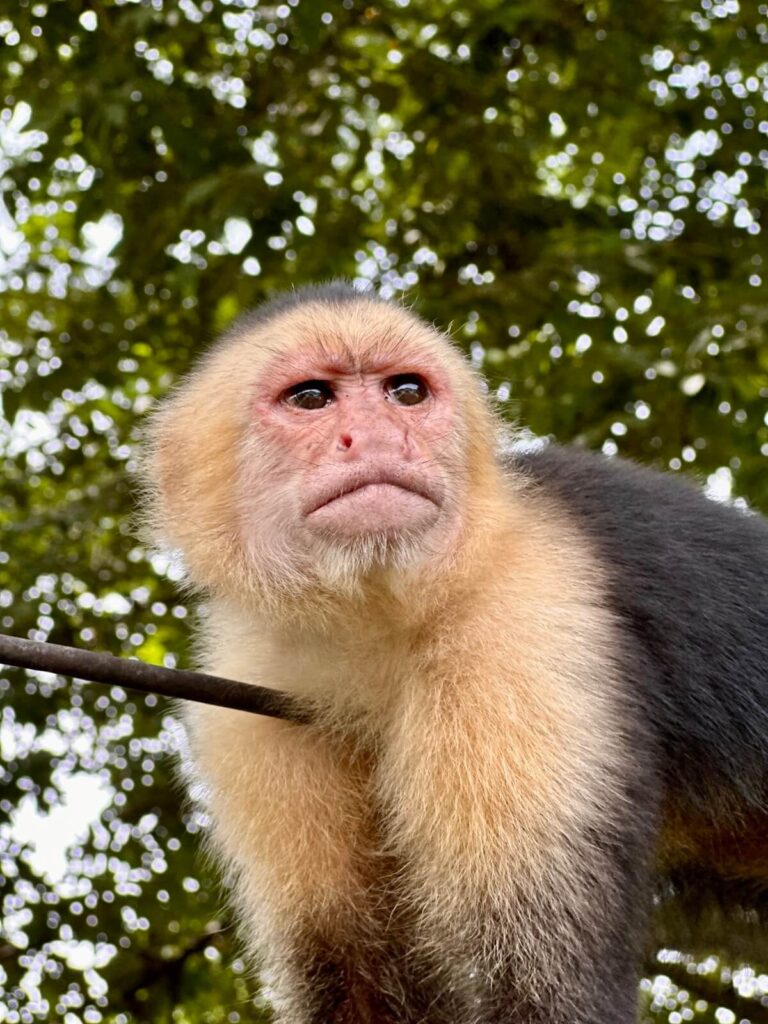 Safari Boat Tour – Palo Verde National Park