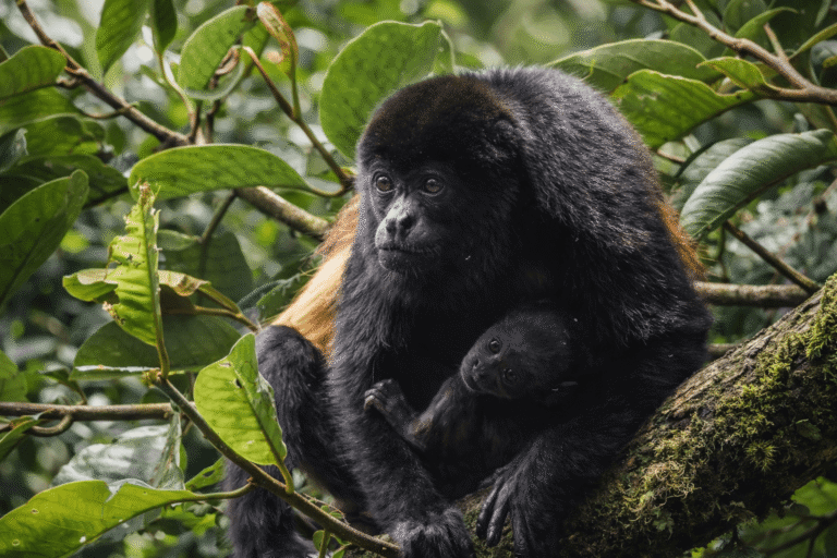 Safari Boat Tour – Palo Verde National Park