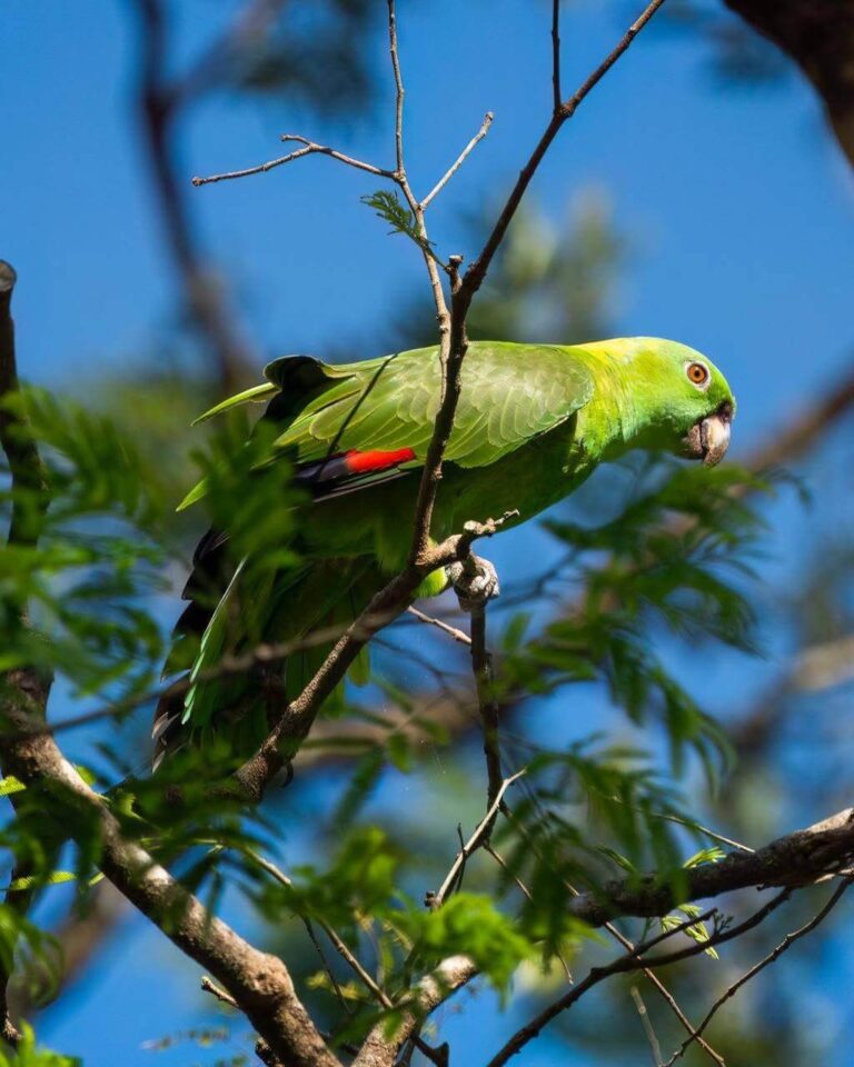 Safari Boat Tour – Palo Verde National Park