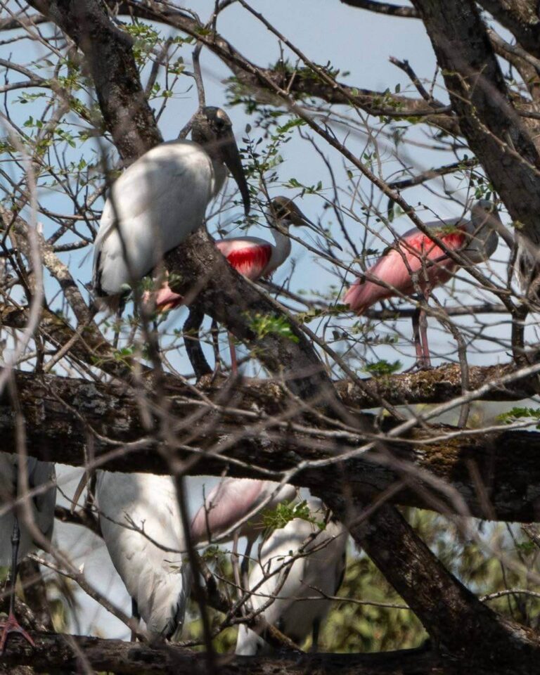 Safari Boat Tour – Palo Verde National Park