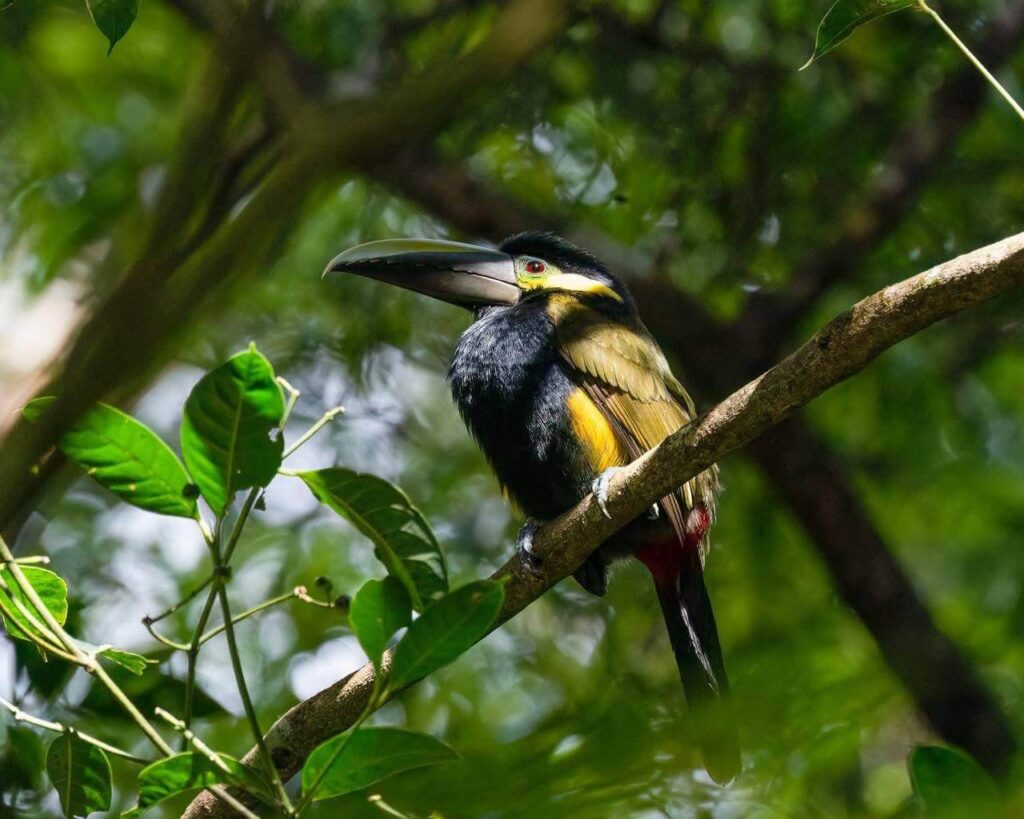 Safari Boat Tour – Palo Verde National Park