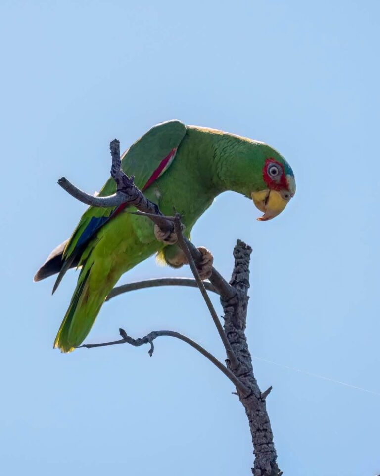 Safari Boat Tour – Palo Verde National Park