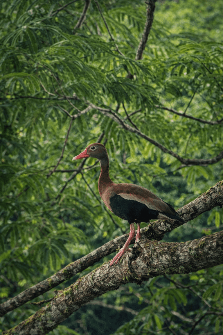 Safari Boat Tour – Palo Verde National Park