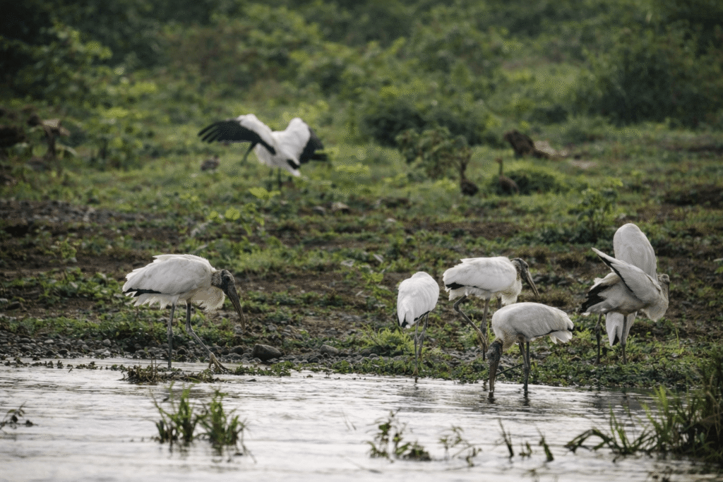 Safari Boat Tour – Palo Verde National Park