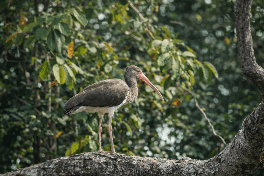 Safari Boat Tour – Palo Verde National Park