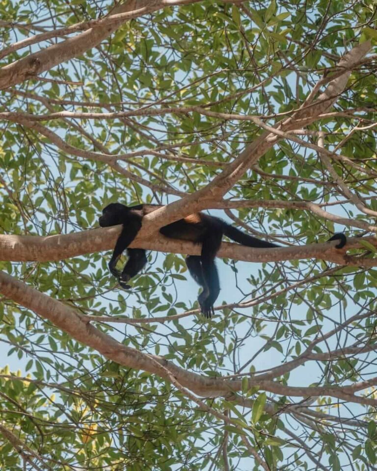 Safari Boat Tour – Palo Verde National Park